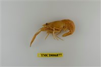 藏品(粗糙沼蝦)的圖片